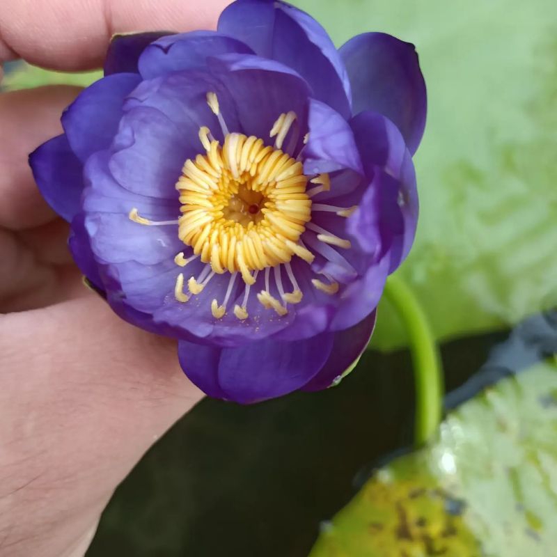 PAKET 5 BENIH LOTUS / BENIH BUNGA TERATAI