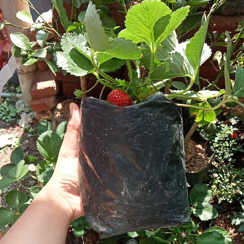 

Strawberry asam manismurce