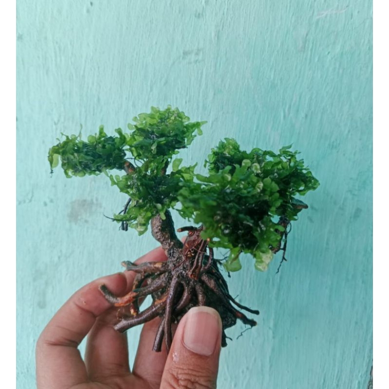 tanaman Aquascape bonsai mini