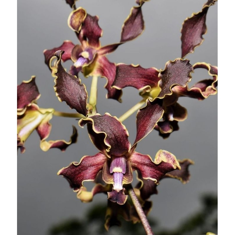 Dendrobium Yuwono Mega Karya | Tiger Twist x Discolor | Anggrek fase Remaja | Anggrek Koleksi