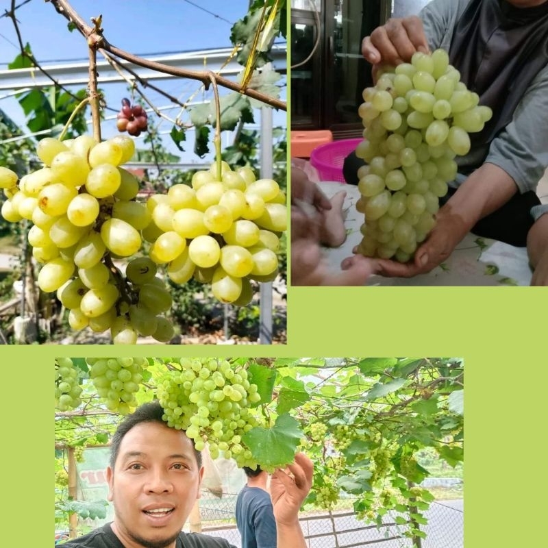 Bibit Anggur Hijau Manis, Bibit Anggur Hijau Muscat, Bibit Anggur Hijau Jumbo