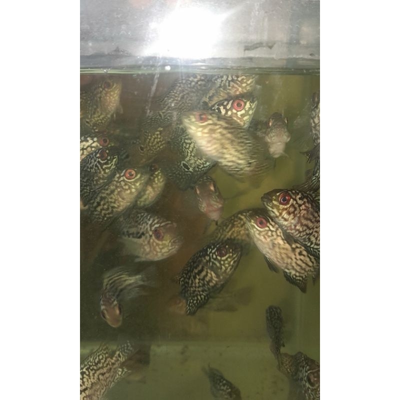 kamfa f2 import thailand