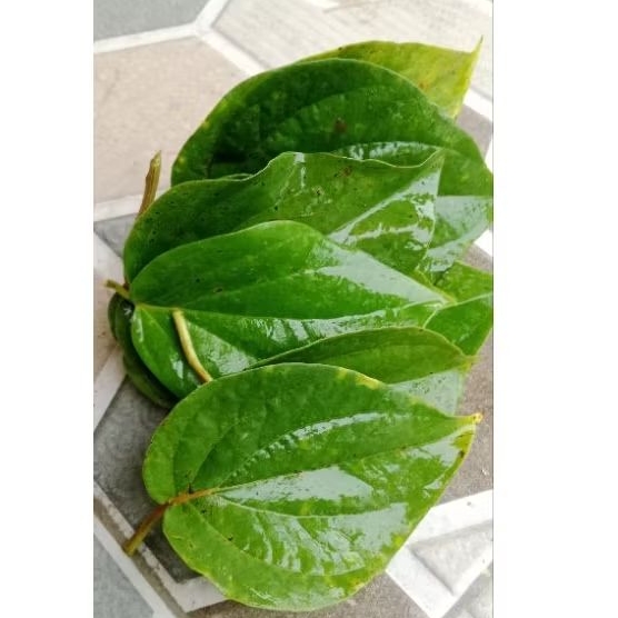 

Daun sirih segar 10 lembar