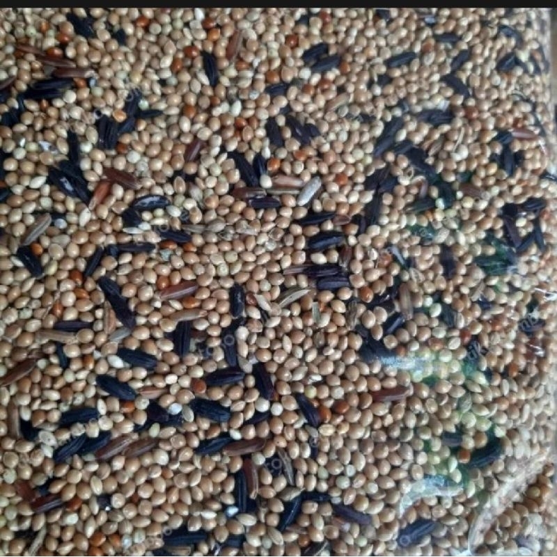 PAKAN BURUNG PERKUTUT [1kg]