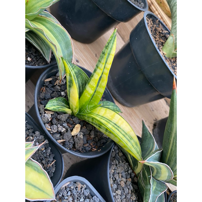 Sansevieria Marsha Anjani Variegata