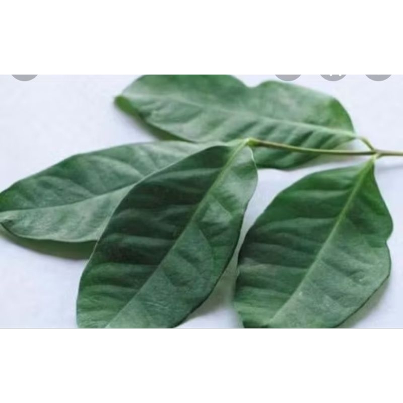 

10 lembar Daun salam