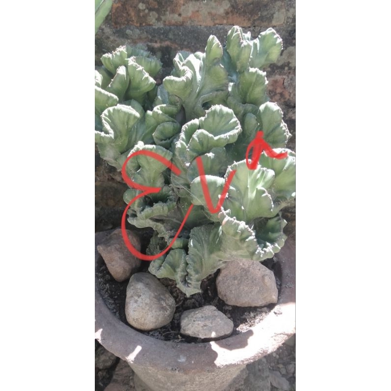 Kaktus euphorbia lactea haw besar tinggi -/+ 50 cm