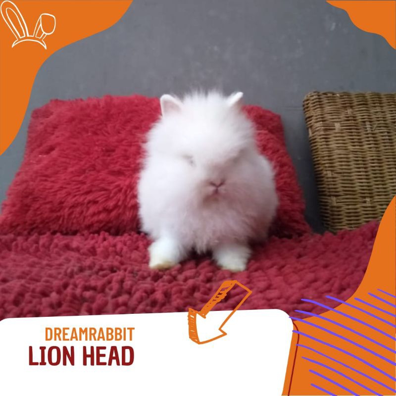 kelinci hias Lion head