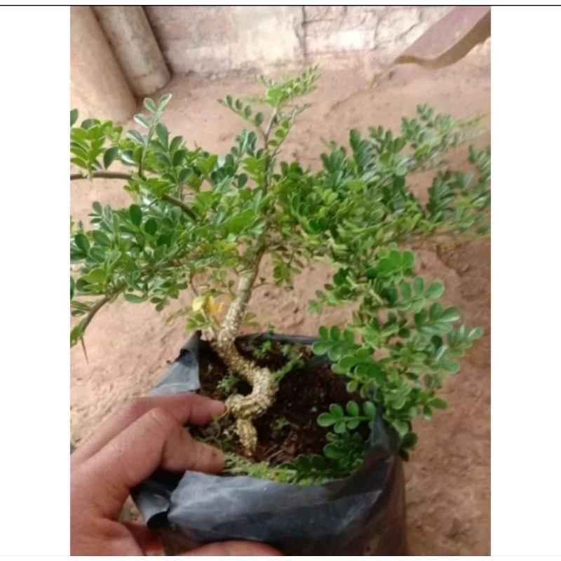 BIJI BENIH KAWISTA BATU / KAWISTA KRIKIL(BAHAN BONSAI) - ISI 15 BUTIR