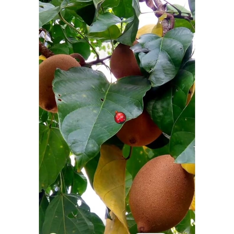 

daun picung segar per 50-Lembar