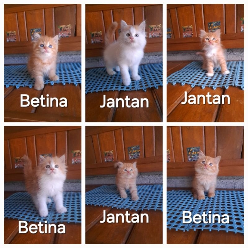 Kucing kitten persia oren gemoy murah