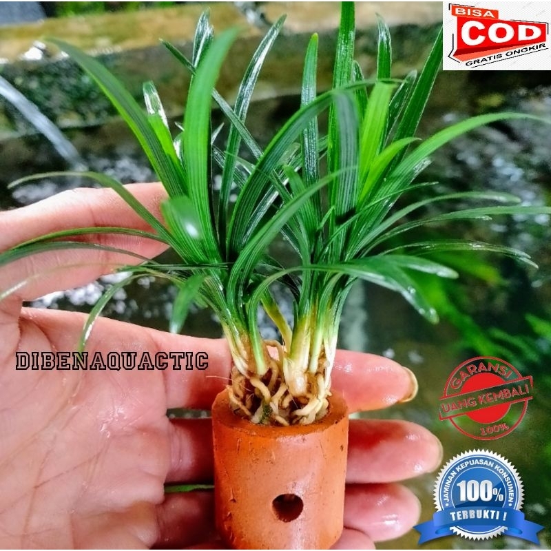 kucai mini media pot tanaman aquascape-tanaman air hiasan akuarium