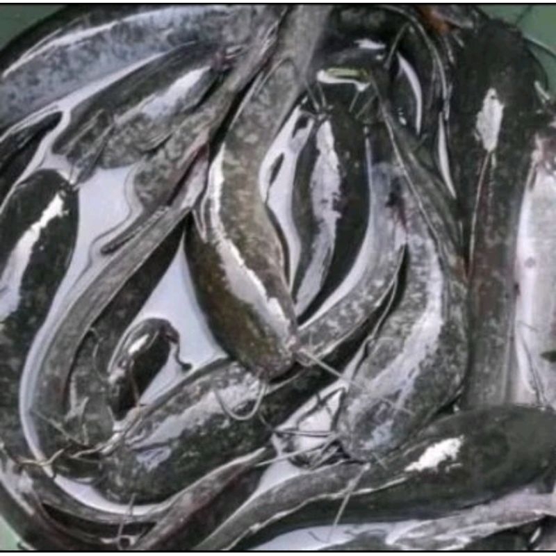 

Ikan Lele Segar Fresh bisa Request Dibersihkan