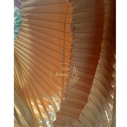 

DAUN LONTAR/ SIWALAN/ ENTAL (PUPUS MUDA) 1PUCUK FULL=2ikat Kering