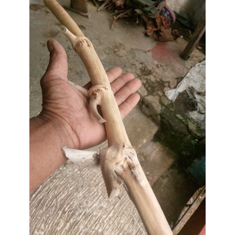 tongkat kayu tlogosari