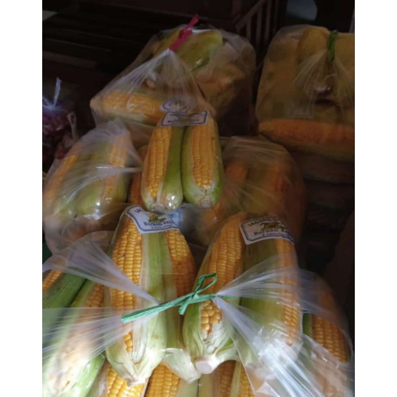 

jagung manis
