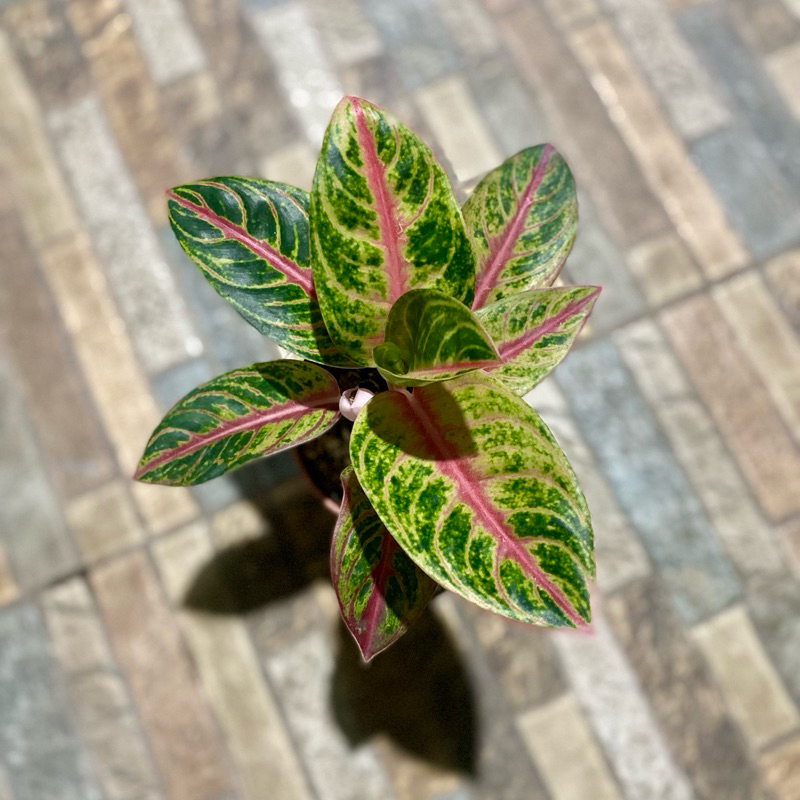 Aglaonema Red Moon kak leny