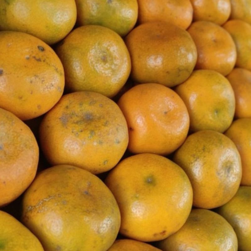 

Jeruk Brastagi Medan