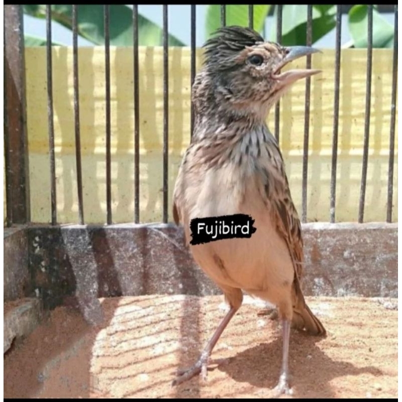BRANJANGAN PARVA PILIHAN JANTAN