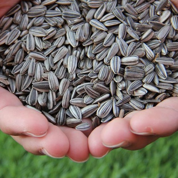 

ORIGINAL kuaci matahari original asin 5 gram