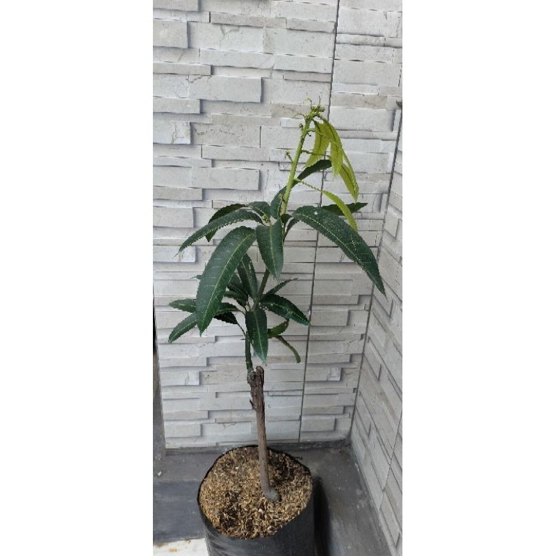 Bibit Tanaman Buah Mangga kiojay Berbunga Mangga Thailand