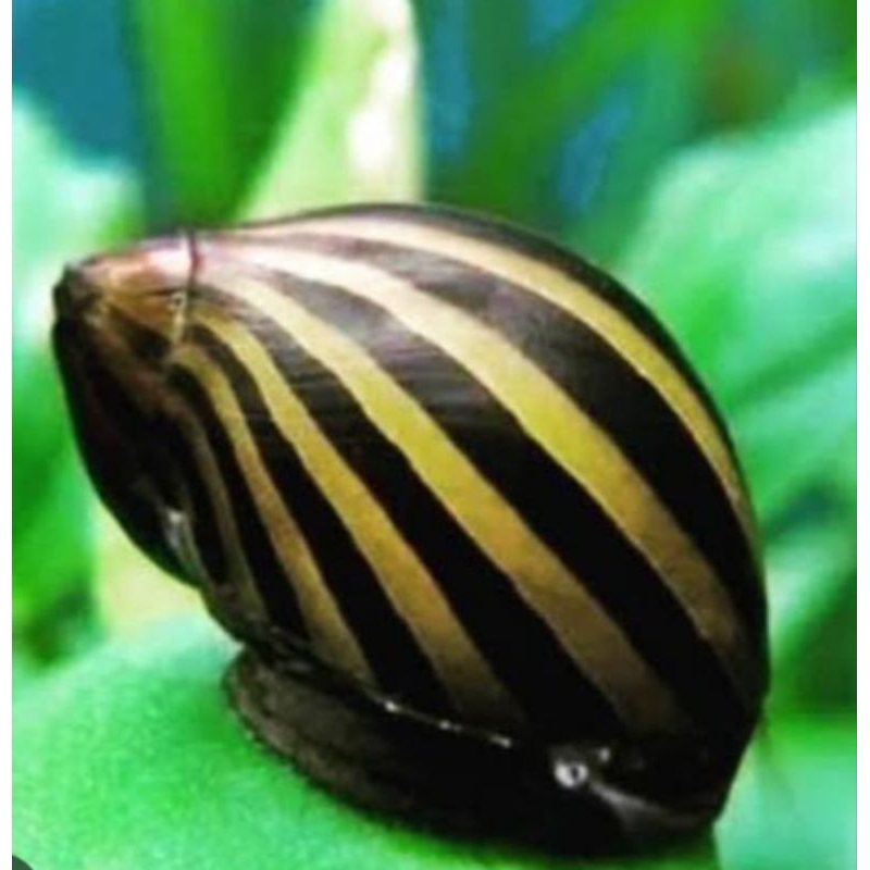 keong Turbo pembersih lumut,alga(aquarium,aquascape)