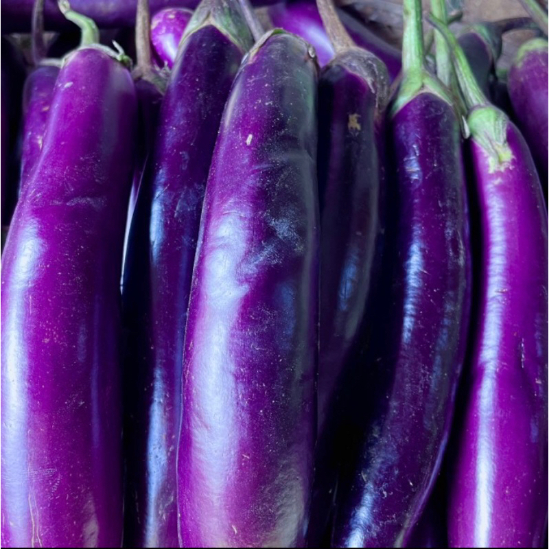 

terong / terong ungu / terong untuk balado