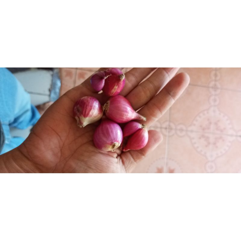 

Bawang merah sukomoro