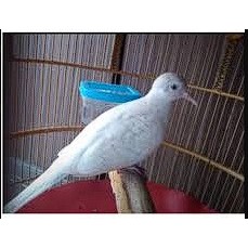 burung perkutut Putih Lurik