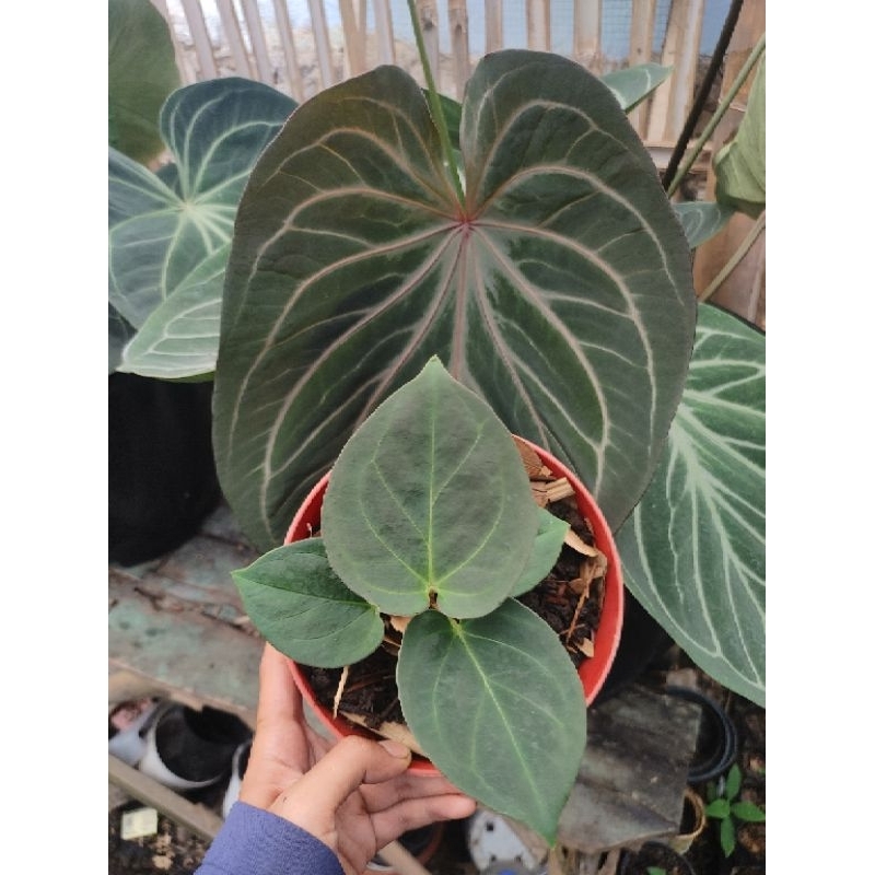 anthurium king off spades
