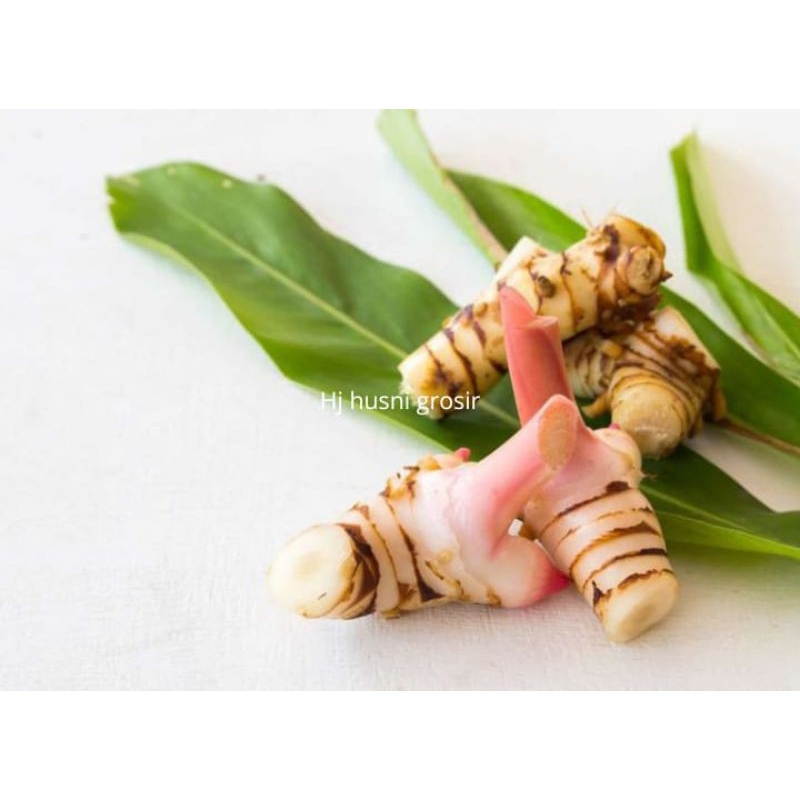 

Lengkuas segar/lengkuas 1 kg/lengkoas