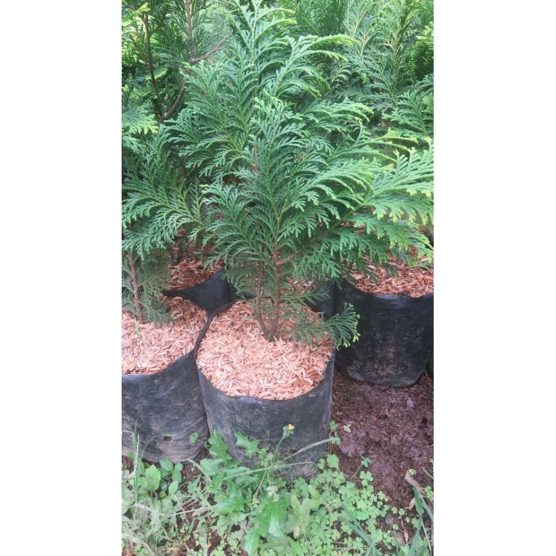 Cemara Inoki Besar (Cryptomeria japonica 'Elegans' atau 'Yoshino')