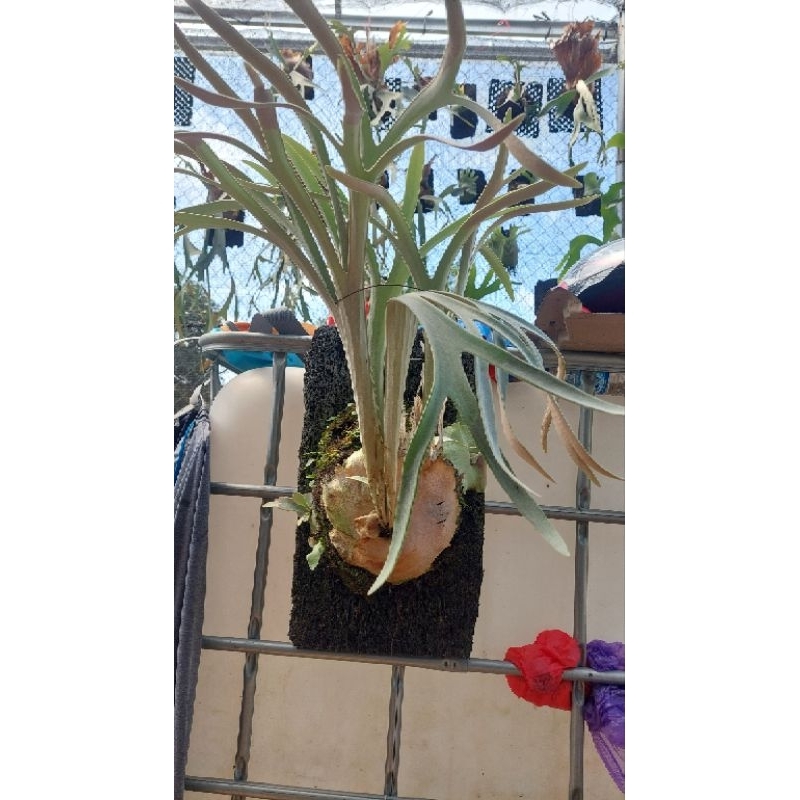 platycerium veitchii induk