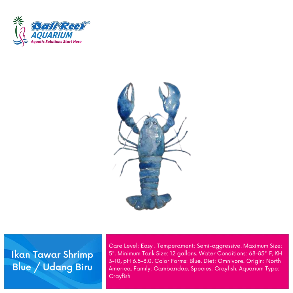Lobster Hias Air Tawar Biru Hiasan Aquarium Aquascape