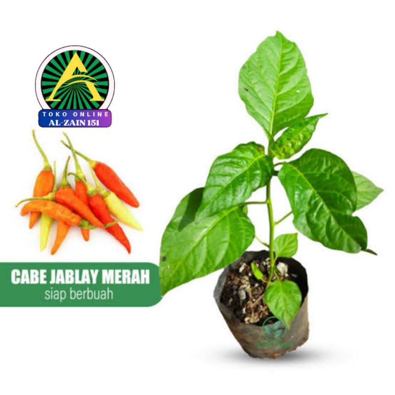 

Cabe rawit setan siap tanam dan berbuah