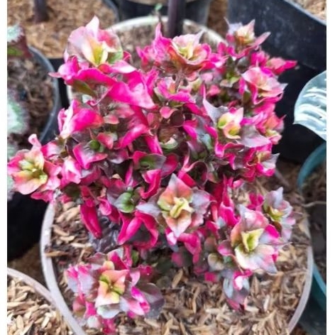 Tanaman Indor Krokot Mawar Merah Mini