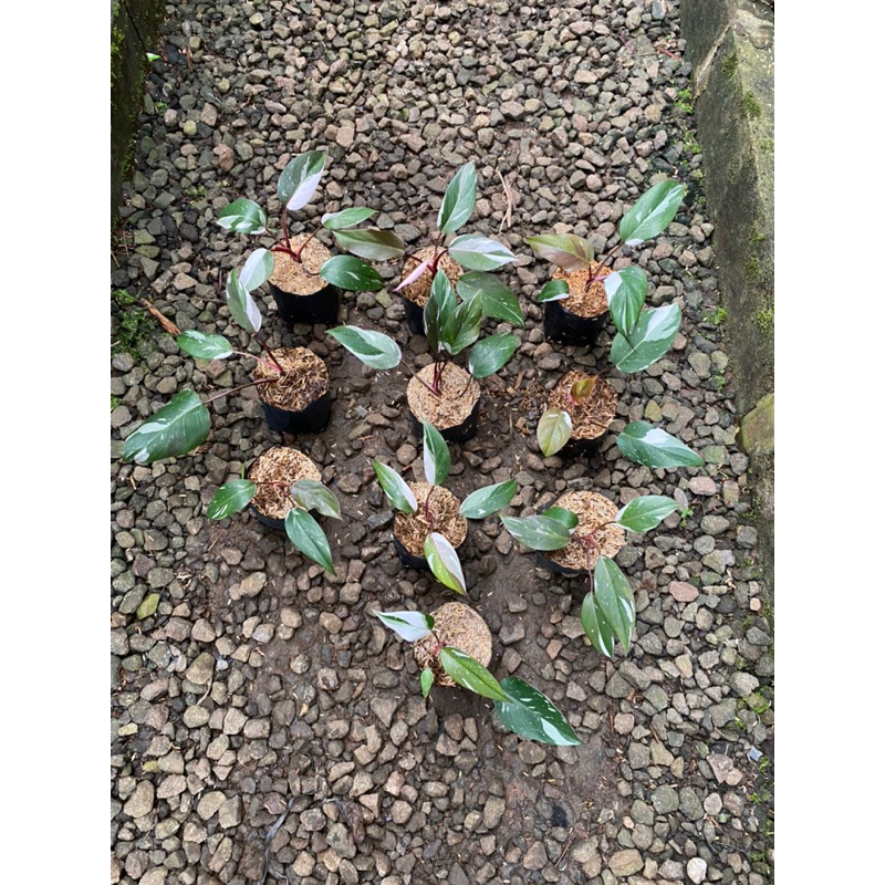 philodendron anderson