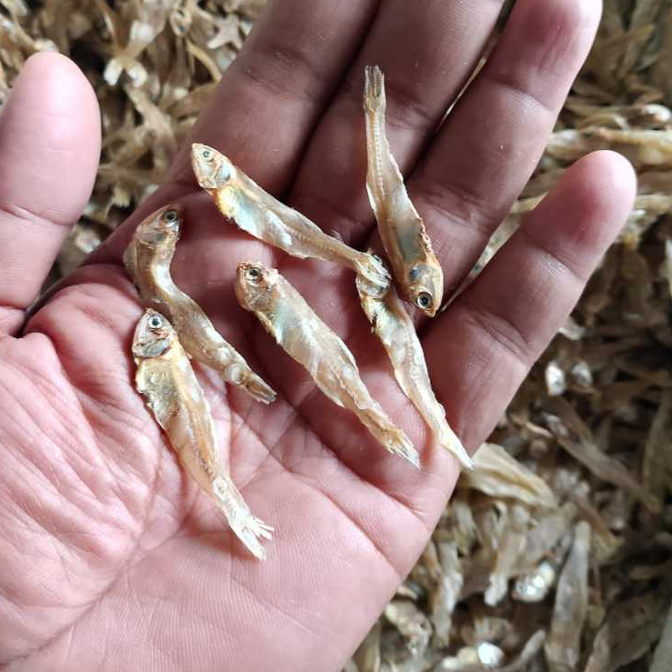 

Teri tawar / teri tawar bunga kering tanpa garam kualitas super