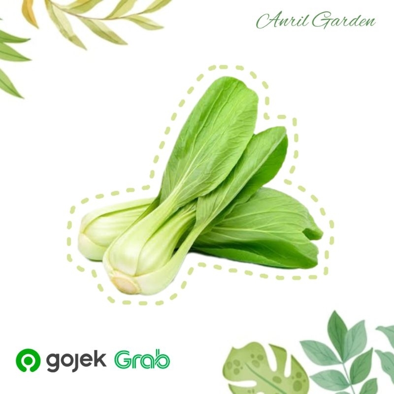 Sayur pakcoy segar sawi hidroponik