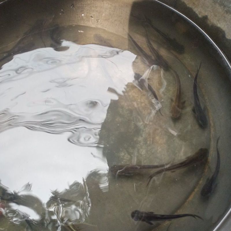 

ikan hias berkualitas