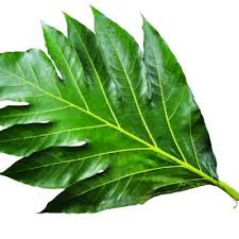 

daun sukun segar per10 lembar