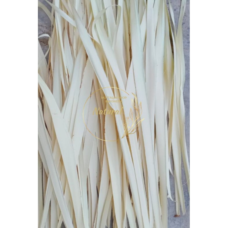 

DAUN LONTAR / SIWALAN BAHAN KEPIKAN SLOMPRET (60 HELAI KERING) LEBAR FULL