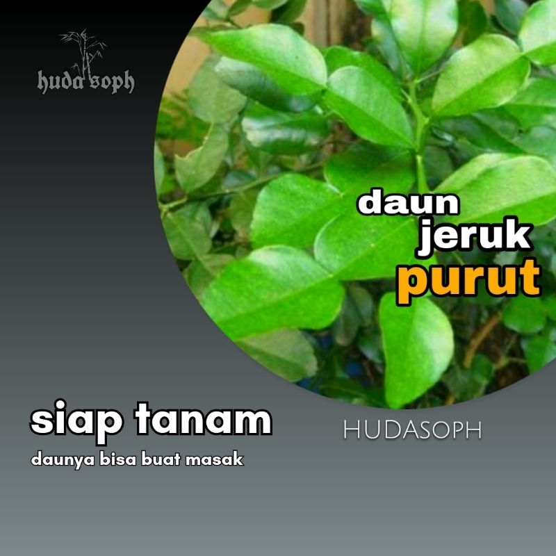 paket 4 bibit jeruk purut // bibit daun jeruk
