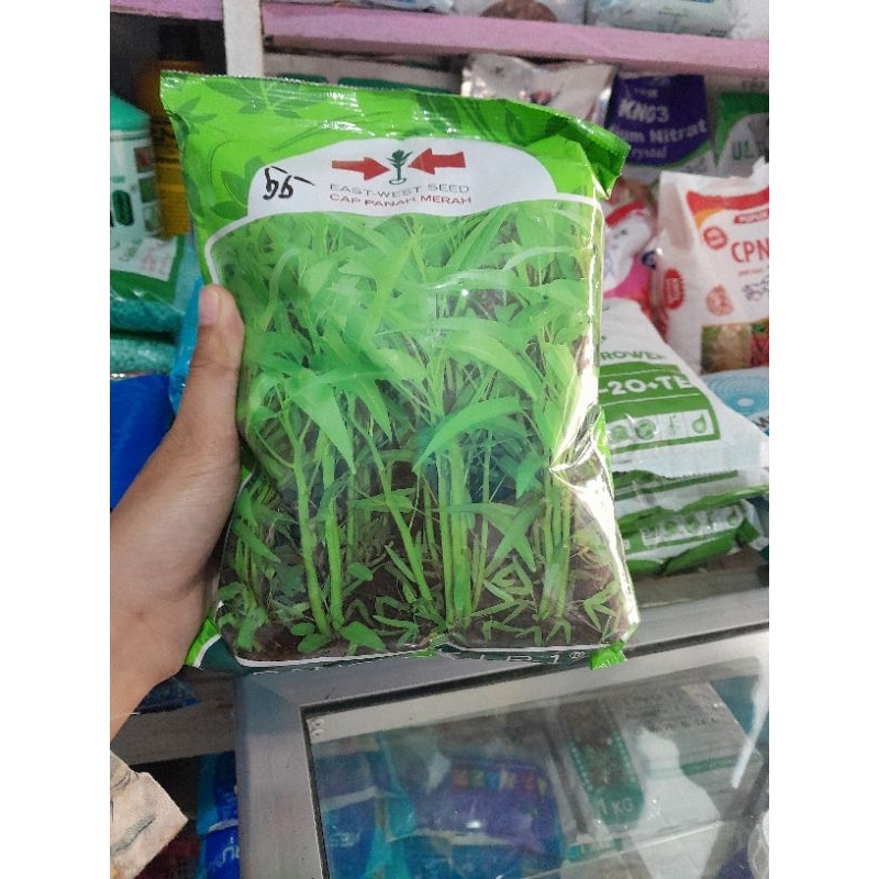 BENIH KANGKUNG BANGKOK CAP PANAH MERAH