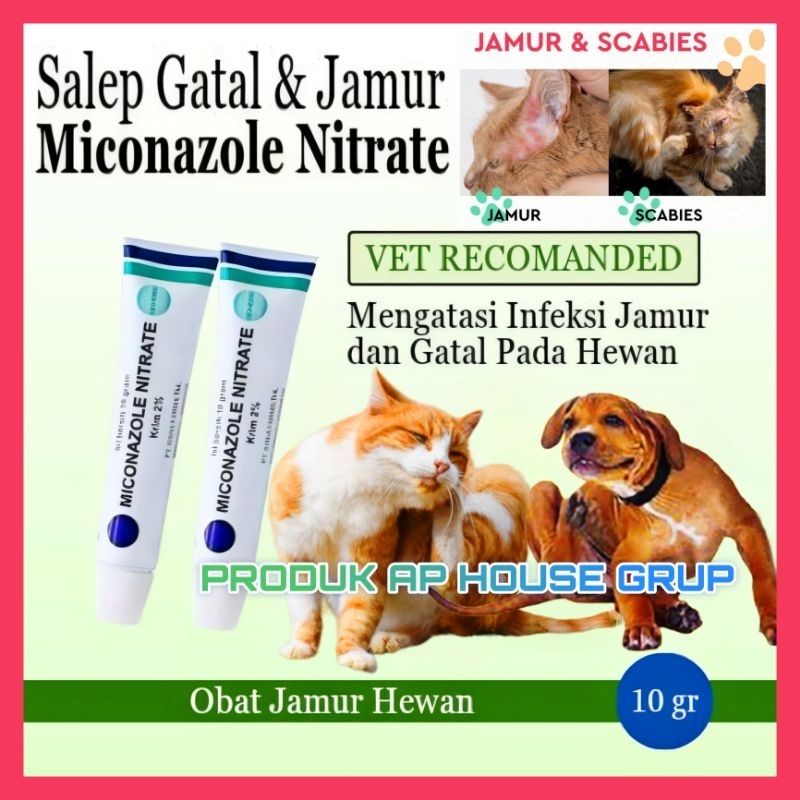 SALEP MICONAZOLE UNTUK JAMUR INFEKSI SCABIES KUCING SALEP MICONAZOLE AMPUH