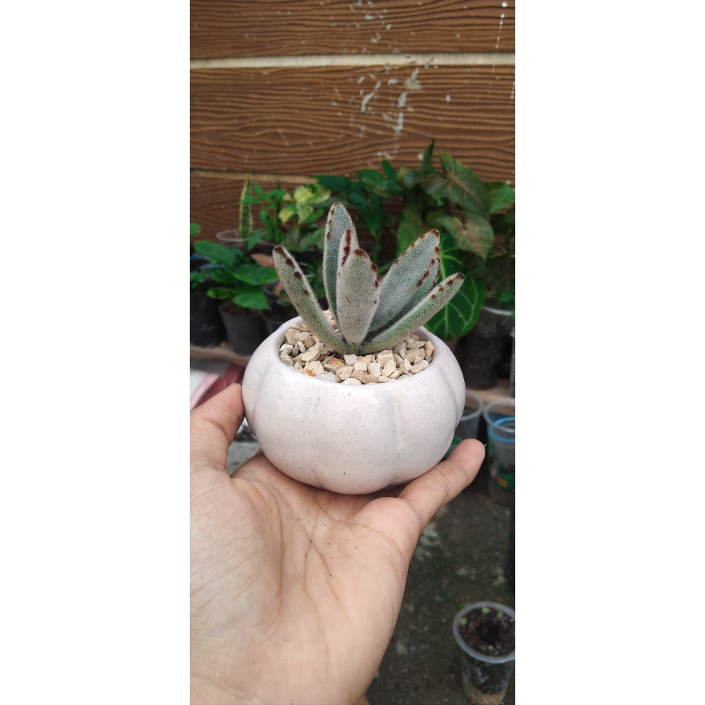 DEKORASI MEJA SUKULEN KAKTUS POT KERAMIK/SEMEN