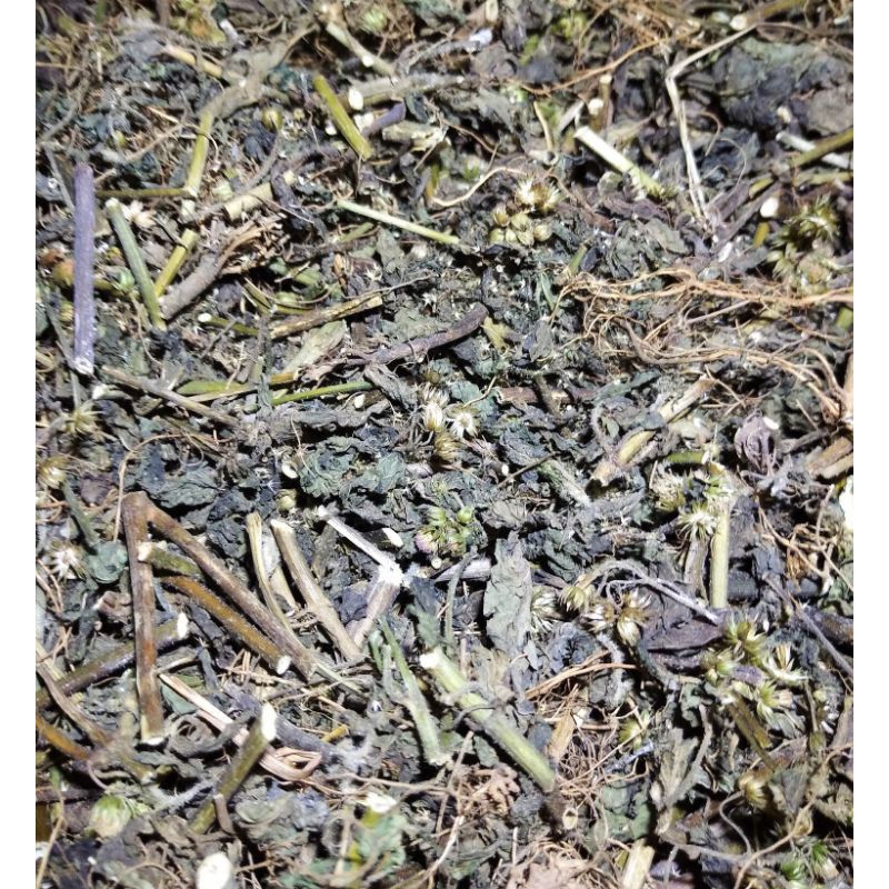 

100 gr Bandotan Kering akar daun batang Bandotan kering Herbal