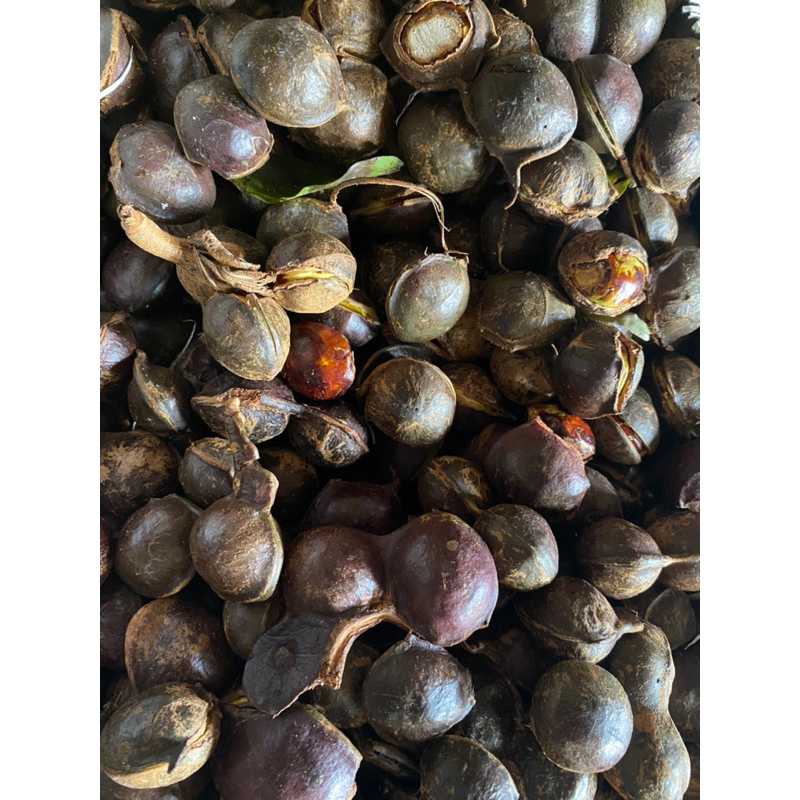 

jengkol Tua (1000gr/ 1kg)