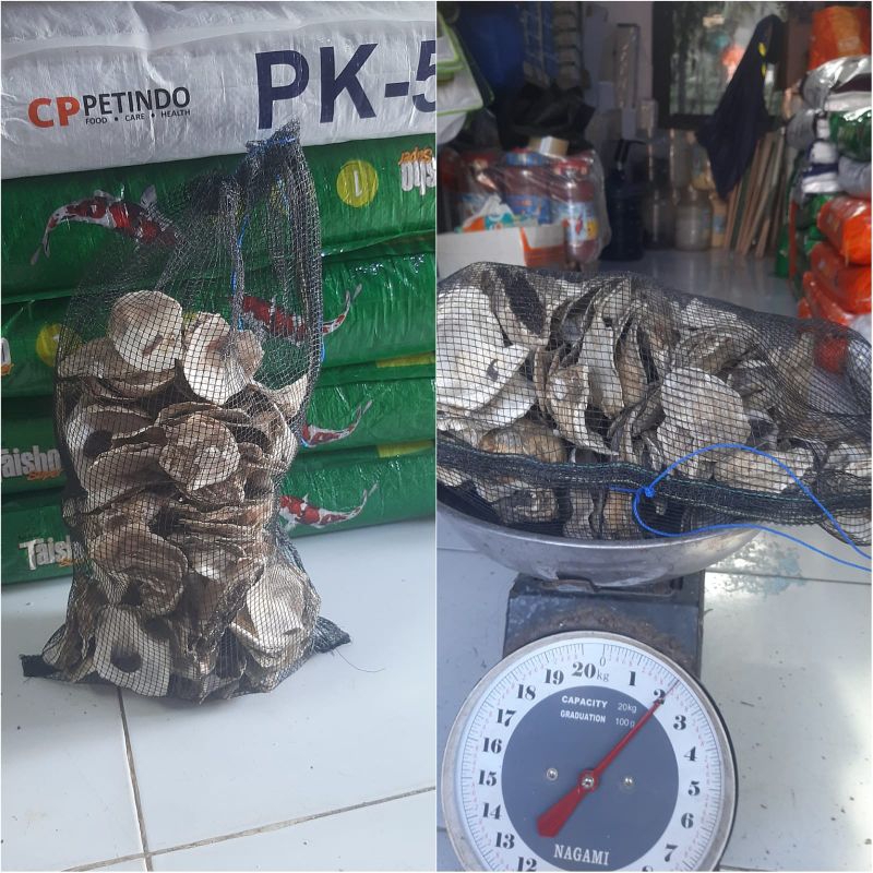 cangkang kerang/oysters Untuk Media Filter