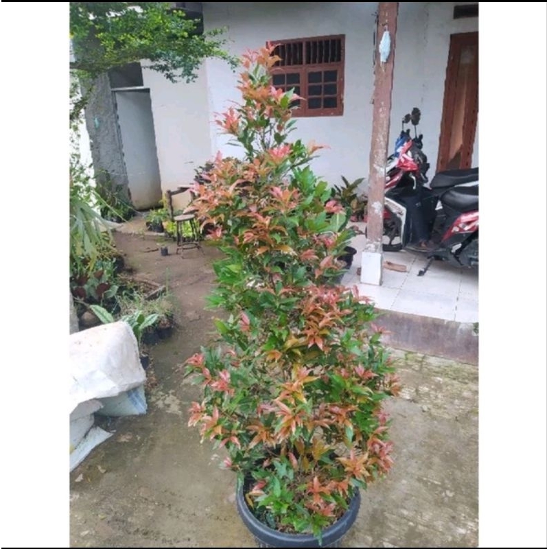 PROMO Tanaman Pucuk Merah 1 Meter / Tanaman Pucuk Merah